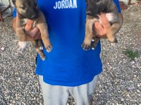 Süper malinois yavrularımız anne baba şampiyon