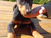 Asil siyah yavru doberman