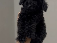 Toy poodle orjinal