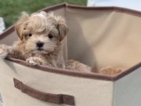 Tr de tek micro teacup maltipoo yavrusu