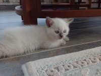 Sevimli scottish fold yavru kedicikler