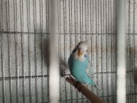 40 günlük alıştırmalık jumbo kırığı muhabbet kuşu yavrular