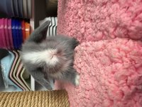 Renk renk hollanda ve teddy lop tavşanı bebekler