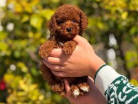 TOY POODLE YAVRULARIMIZ KİLO GARANTİLİ