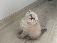 Birbirinden Güzel Scottish Fold Bebeklerimiz
