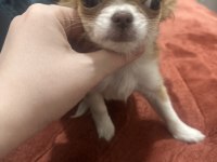 Orijinal chihuahua