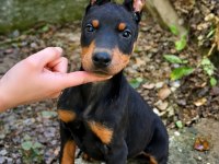 Safkan Doberman Yavrularımız