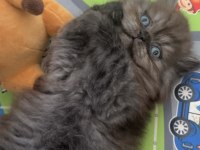 Chinchilla yavru kediler iki aylık