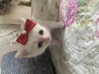 British shaded anne british shorthair baba 16 günlük bebek
