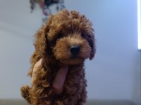 Kore ve Toy Poodle Yavrularımız Aileleri Bekliyor