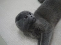 Scottish fold kedimize yeni yuva arıyoruz