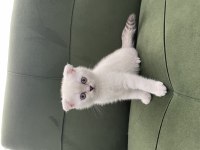 Sahiplenilmeye hazır yavru kedi sağlıklı