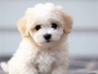 Yavru maltipoo yavrularımız