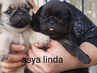 Pug Mops Bebekler