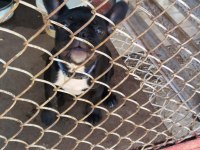 Yer sıkıntısı için köpeğimiz uyguna verilecektir