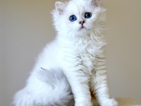 Anne Baba Şecereli British Longhair