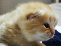 Golden Shorthair Erkek
