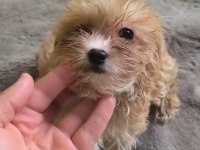 AVUÇ İÇİ KADAR MALTİPOO MUTLULUK