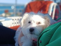 Akıl küpü tatlı terrier kızımız liaa