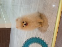 7 Aylık Sevimli Pomeranian Milky