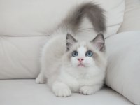 Ragdoll yavruları