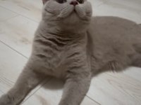 8 Aylık Safkan British Shorthair Lilac Erkek