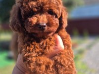 Kore kan tea cup poodle yavrumuz