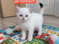 Evinizin Yeni Üyesi Olacak Minnoş Kediler