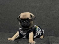 SAFKAN PUG MOPS YAVRULAR