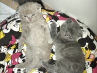 50 günlük scottish fold kediler