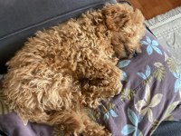 3 aylık dişi toy poodle uygun