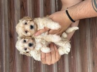 Sağlıklı Wc Eğitimli Maltipoo