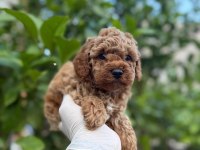 Sağlıklı poodle yavrular