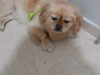 Pekinez köpeğimiz