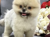 ORANGE POMERANİAN BOO