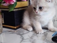 Scottish fold erkek