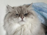 KEDİMİZ BİHTER VE BEHLÜL YENİ YUVALARINI ARIYOR