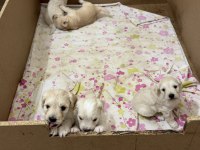 Orijinal ırk maltese terrier
