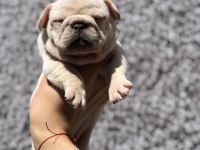 Secereli French Bulldog Yavrular