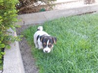Jack russell kısa bacak bebekler