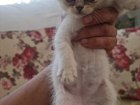 2 AYLIK BLUE POİNT BRİTİSH LONGHAİR KEDİLERİMİZ