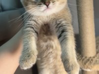 British Shorthair Golden Ny25 Dişi