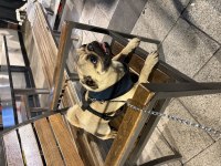 Eğitimli Pug Erkek