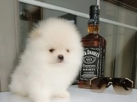 Sevimli 60 günlük pomeranian boo