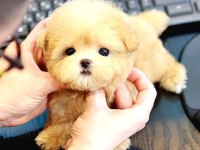 OYUNCU TOY POODLE BEBEKLERIMIZ
