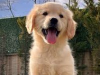2 Aylık Bıcır Bıcır Golden Retriever Yavrularım