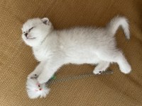 Anne baba şecereli dişi scottish fold