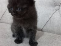 Yavru british longhair
