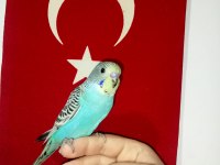 Yavru muhabbet kuşu