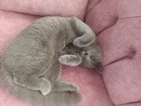 8 aylık british shorthair dişi
